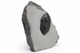 Inflated Isotelus Trilobite - Walcott-Rust Quarry, NY #230190-6